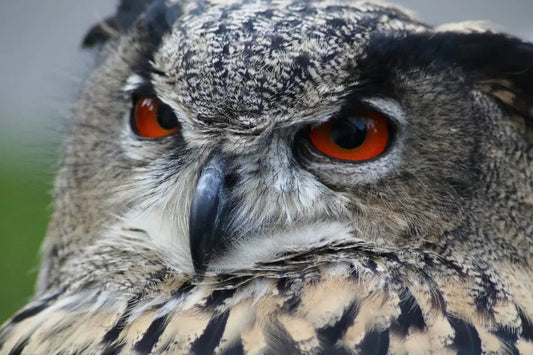 5 Websites You Need to Visit When You Just Can’t Get Any Sleep Onebed Australia
