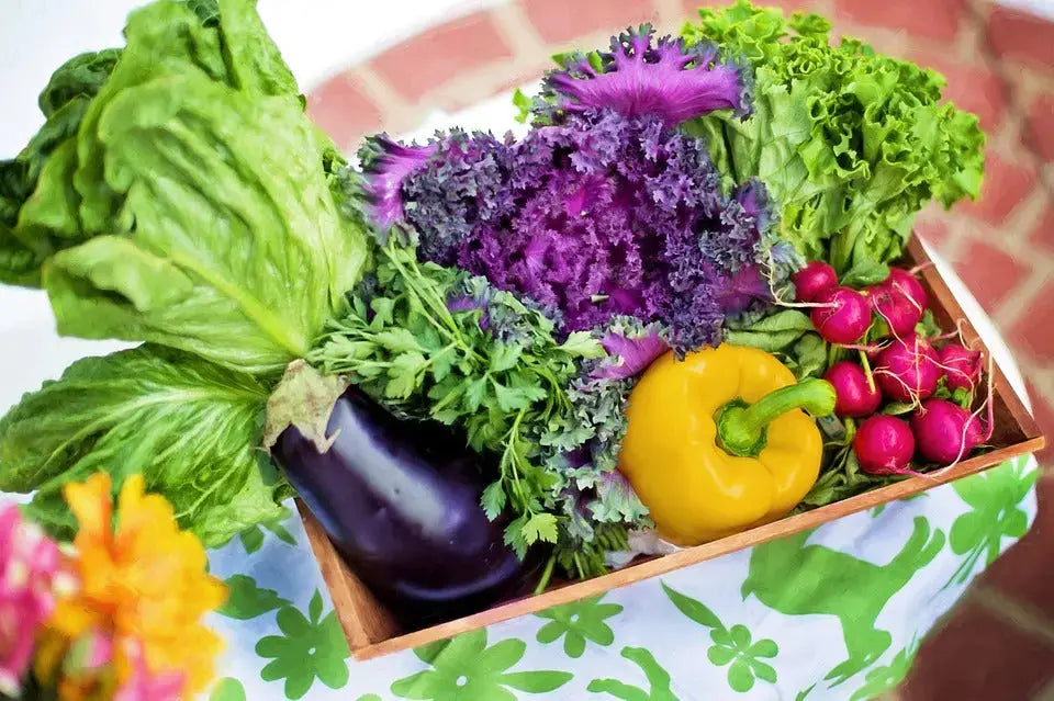 The Truth About Houseplants: Myths & Real Benefits of Home Gardening Onebed Australia